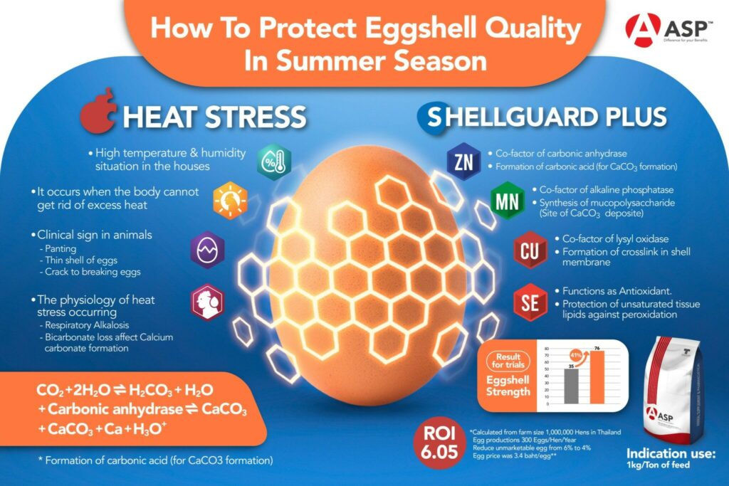 Image showcasing How to protect eggshell quality in the summer season? - ASP Thailand ...